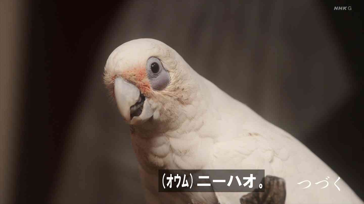 【世界最小のオウム】オカメインコ好きな人、飼ってる人【オレンジチーク】
