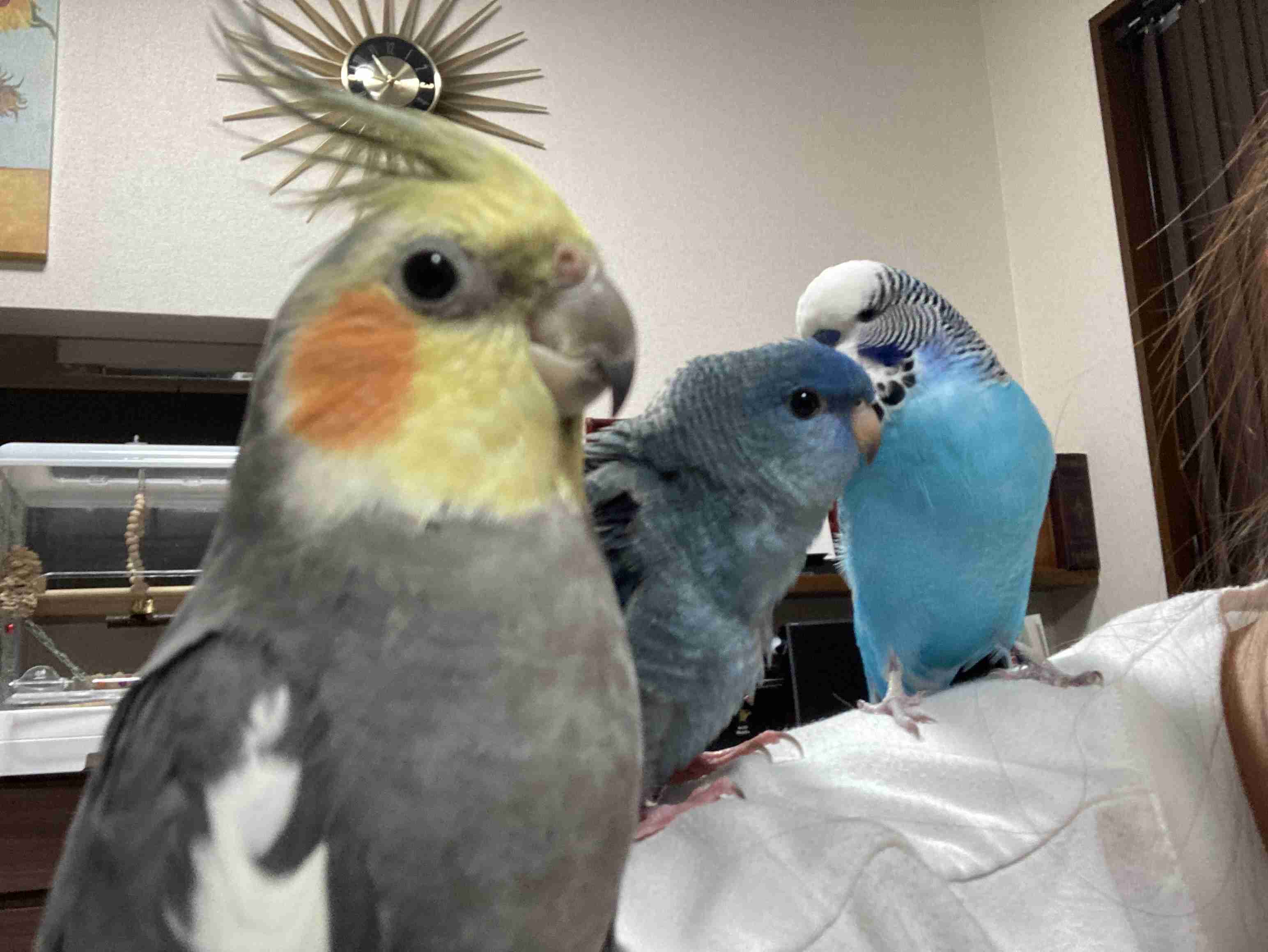 【世界最小のオウム】オカメインコ好きな人、飼ってる人【オレンジチーク】