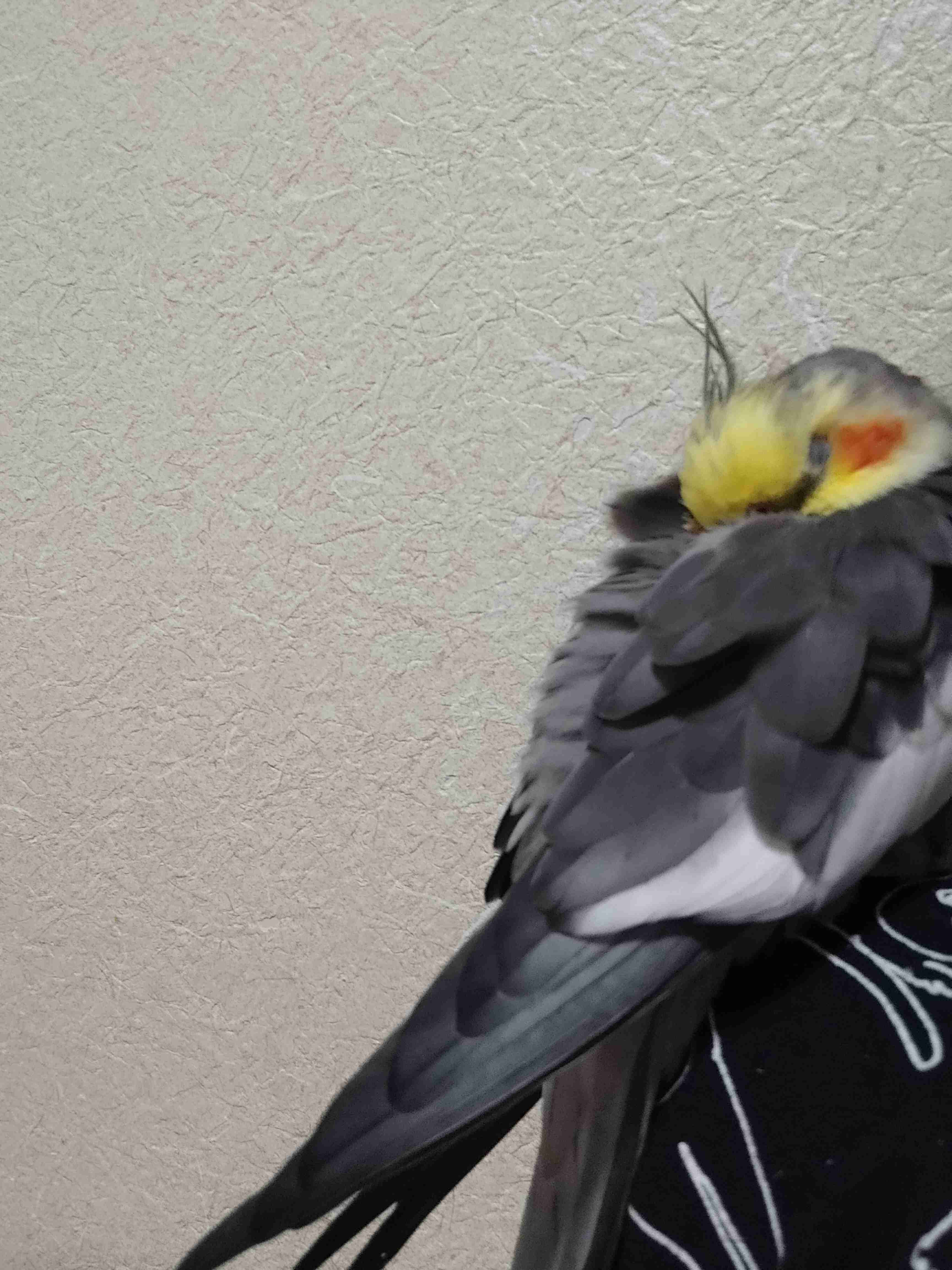 【世界最小のオウム】オカメインコ好きな人、飼ってる人【オレンジチーク】