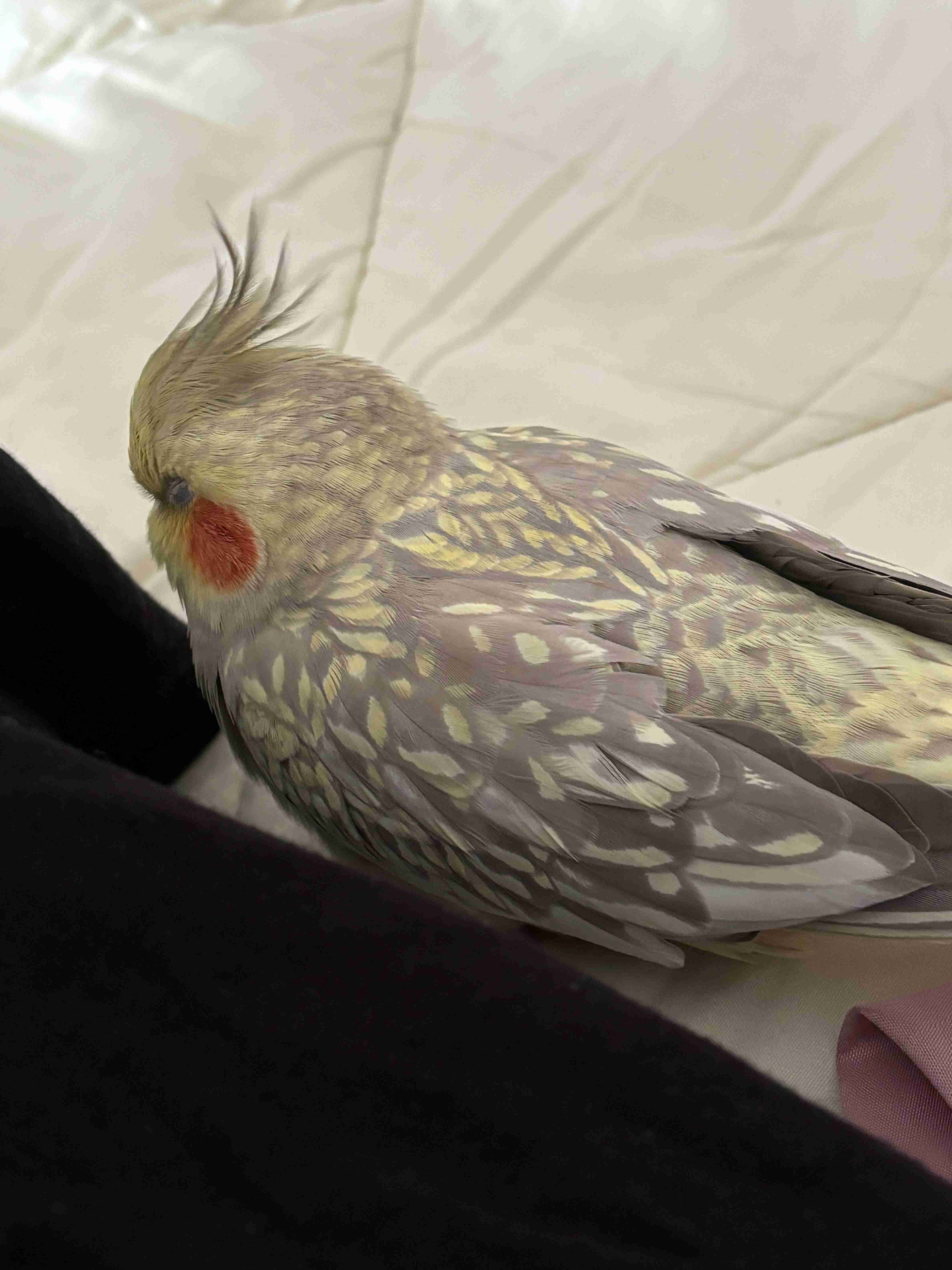 【世界最小のオウム】オカメインコ好きな人、飼ってる人【オレンジチーク】
