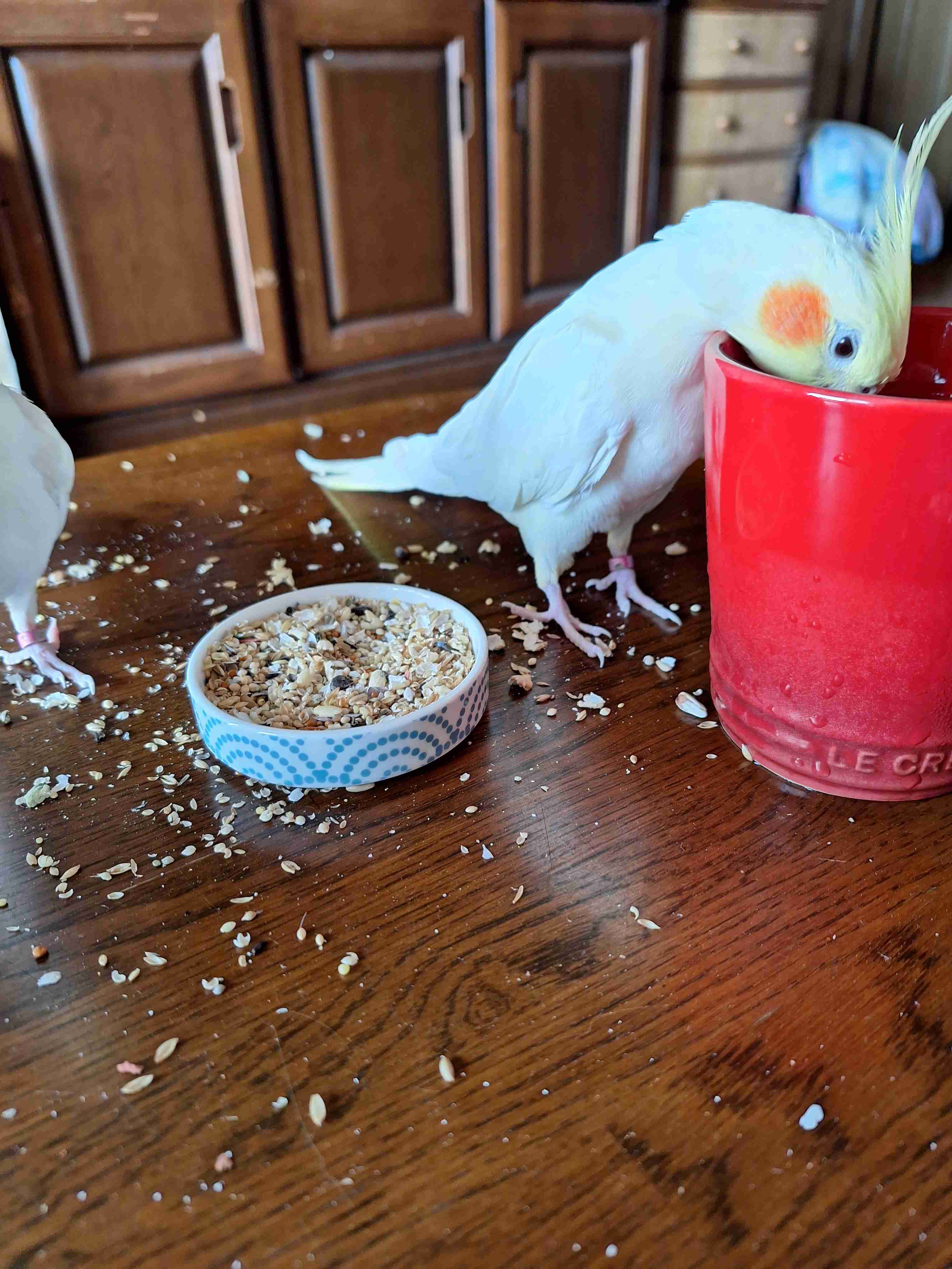 【世界最小のオウム】オカメインコ好きな人、飼ってる人【オレンジチーク】