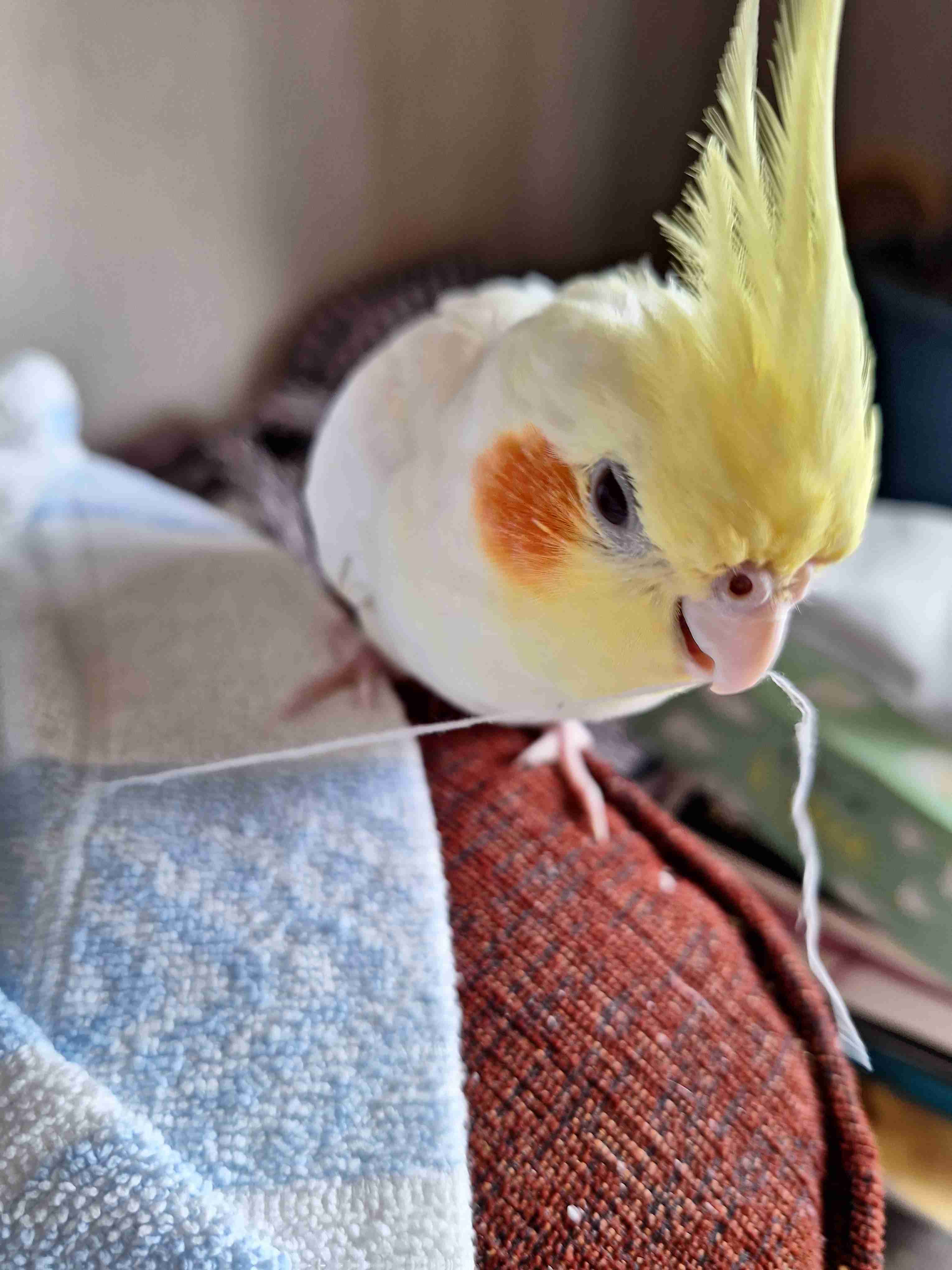 【世界最小のオウム】オカメインコ好きな人、飼ってる人【オレンジチーク】