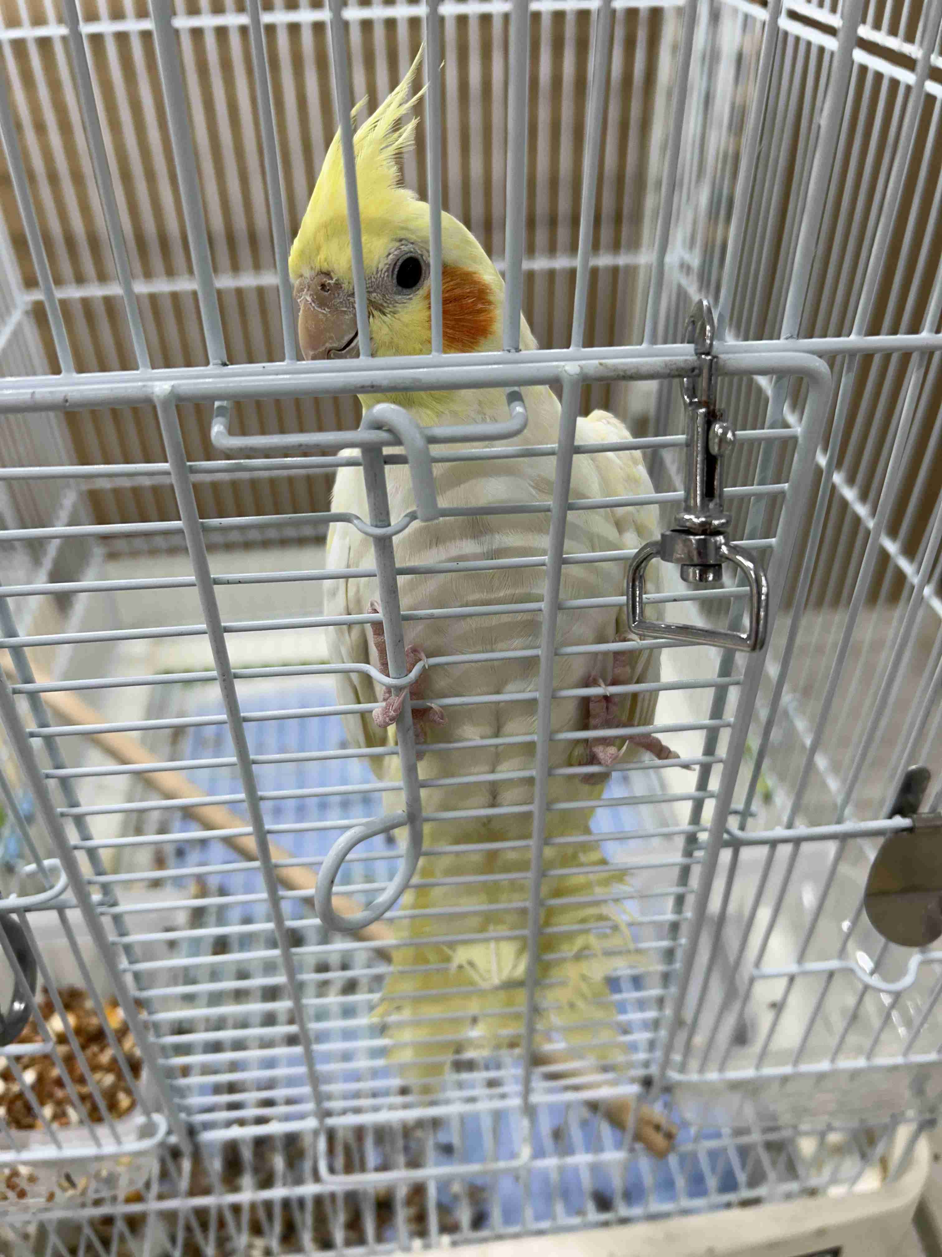 【世界最小のオウム】オカメインコ好きな人、飼ってる人【オレンジチーク】