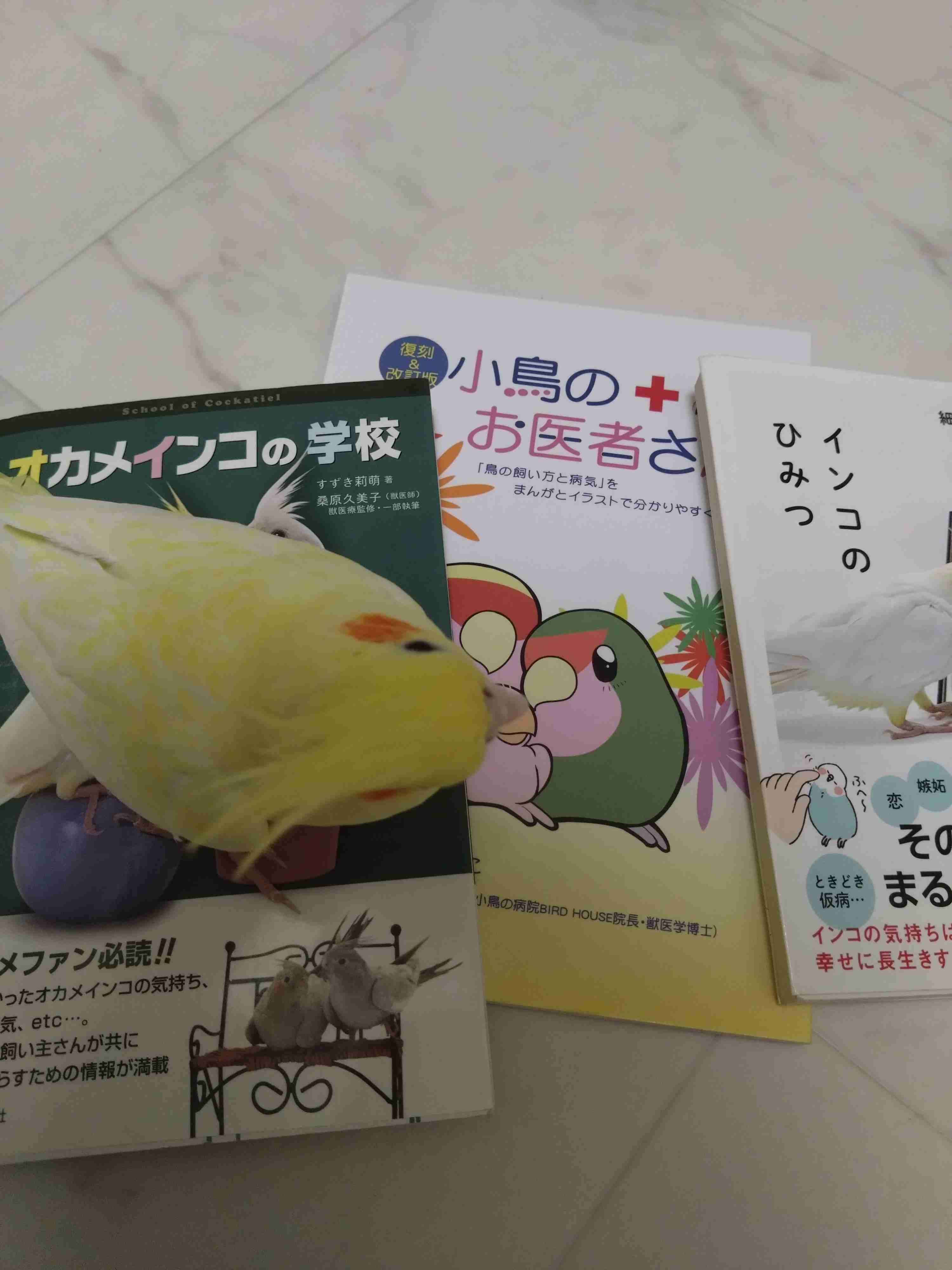 【世界最小のオウム】オカメインコ好きな人、飼ってる人【オレンジチーク】