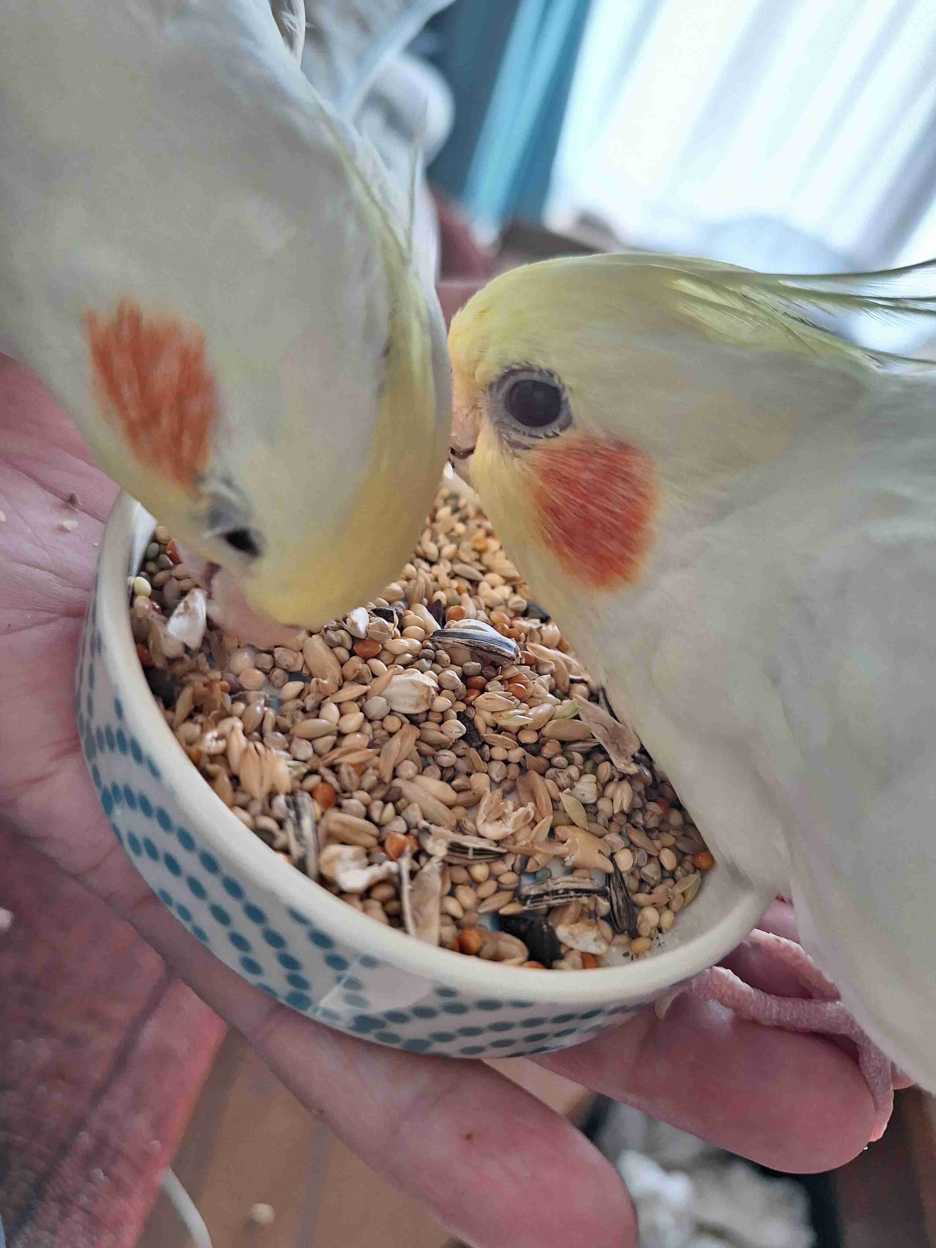 【世界最小のオウム】オカメインコ好きな人、飼ってる人【オレンジチーク】