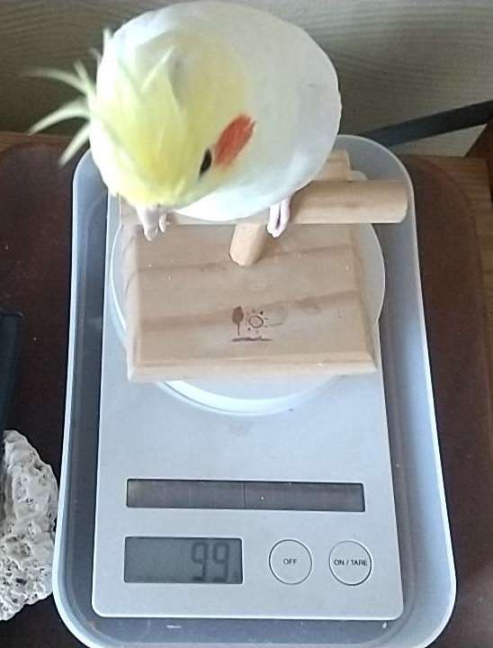 【世界最小のオウム】オカメインコ好きな人、飼ってる人【オレンジチーク】
