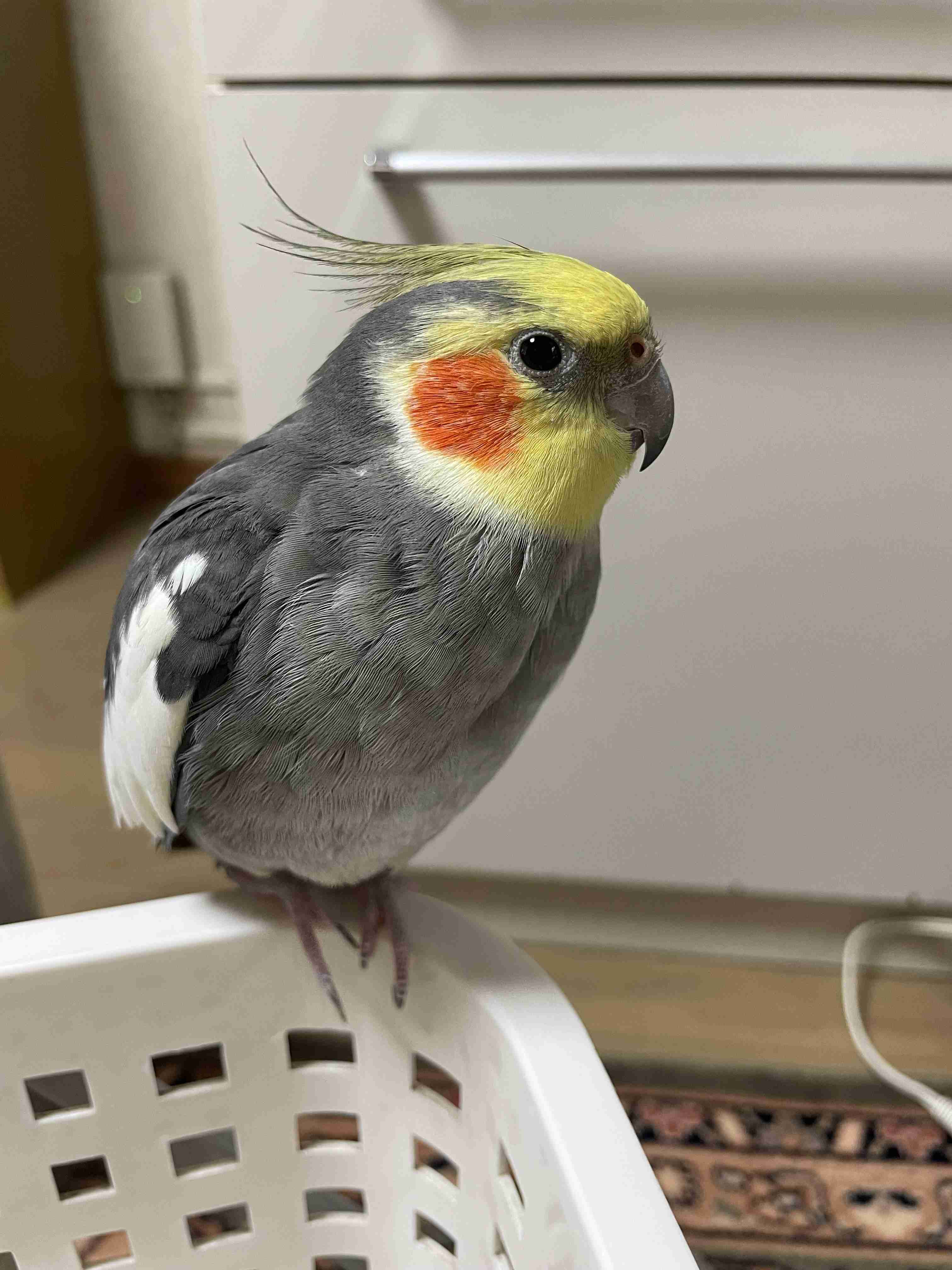 【世界最小のオウム】オカメインコ好きな人、飼ってる人【オレンジチーク】