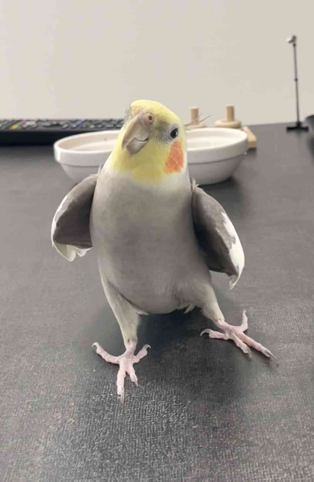 【世界最小のオウム】オカメインコ好きな人、飼ってる人【オレンジチーク】