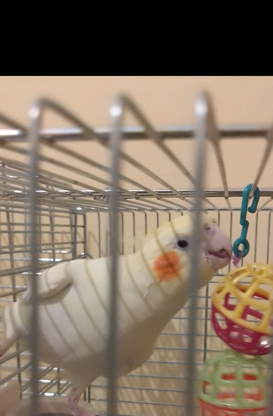 【世界最小のオウム】オカメインコ好きな人、飼ってる人【オレンジチーク】