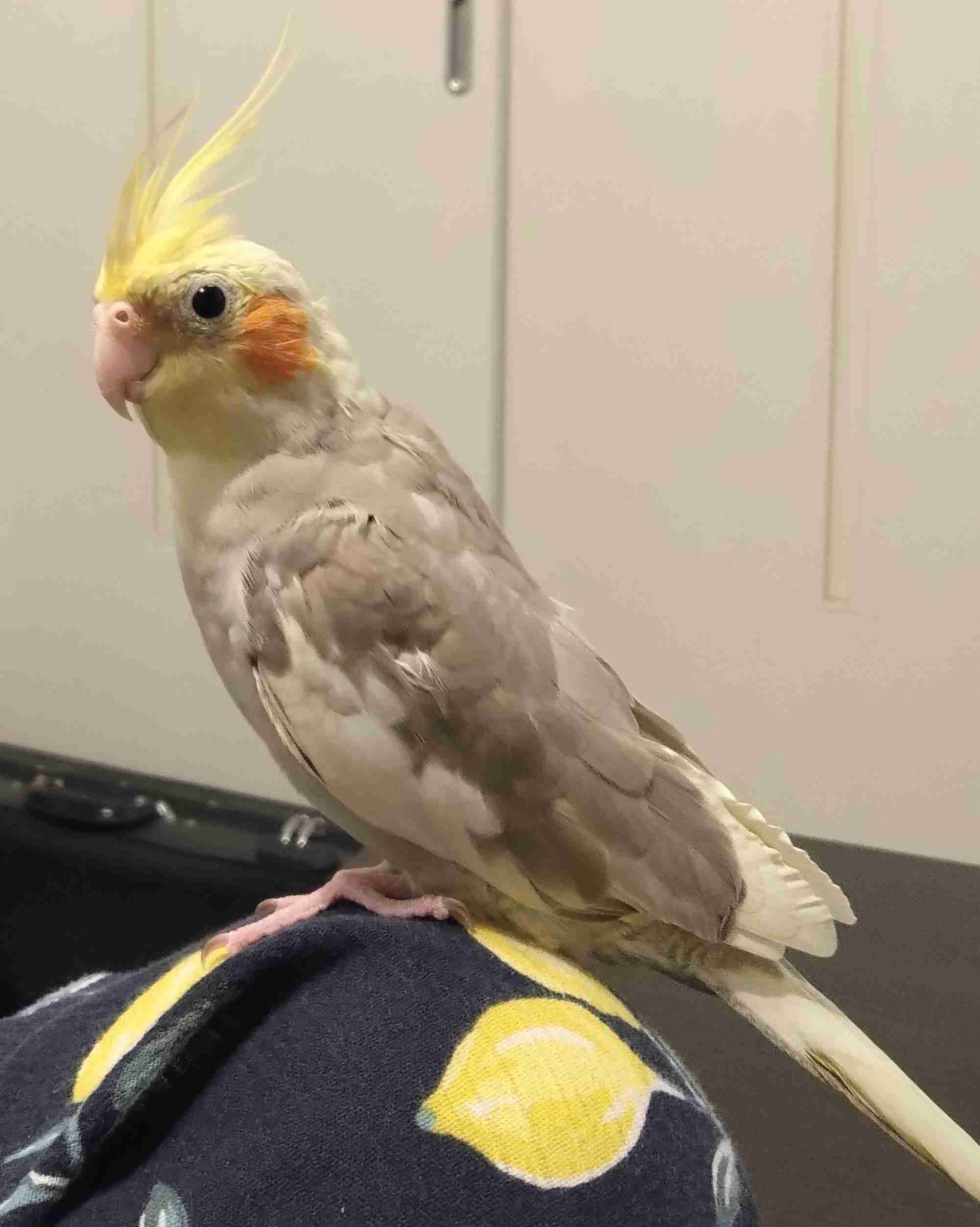 【世界最小のオウム】オカメインコ好きな人、飼ってる人【オレンジチーク】