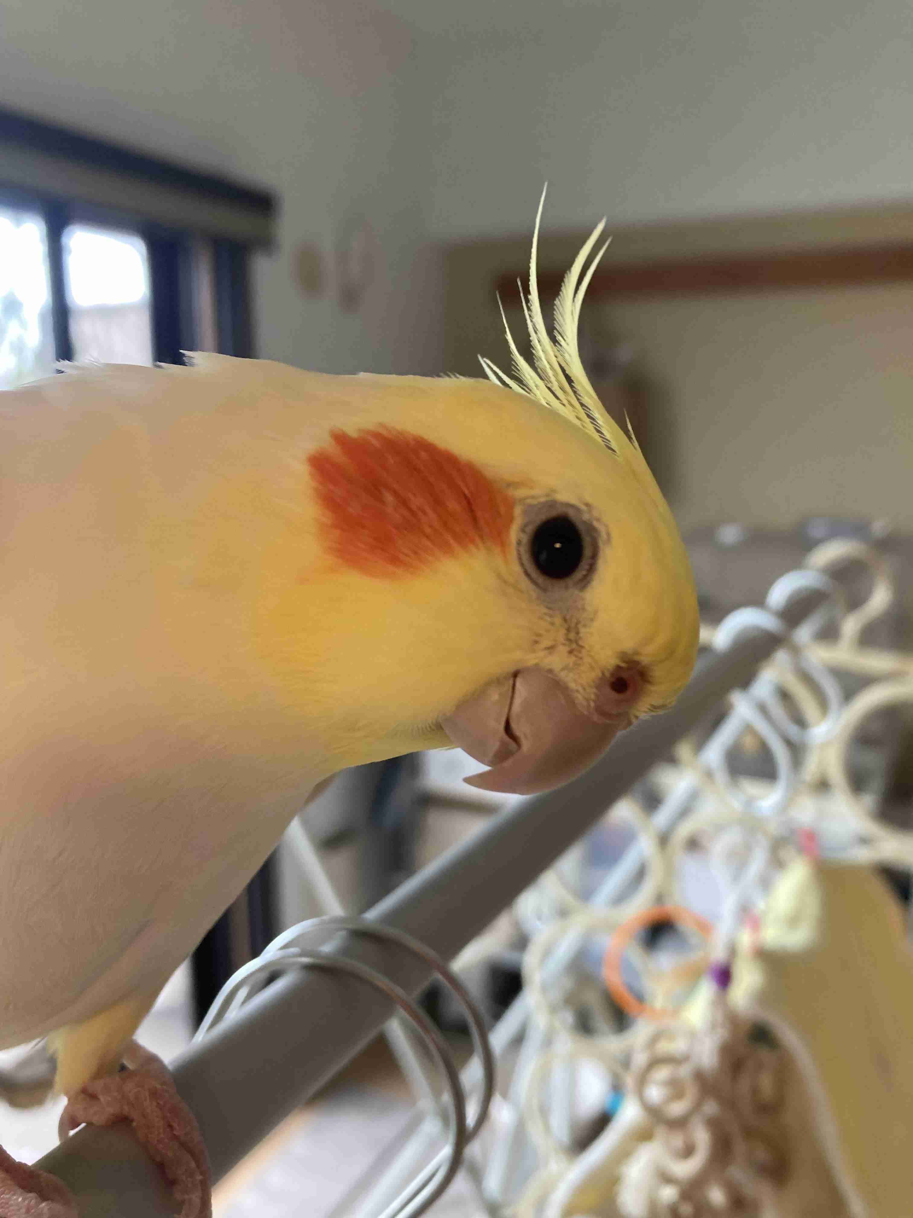 【世界最小のオウム】オカメインコ好きな人、飼ってる人【オレンジチーク】