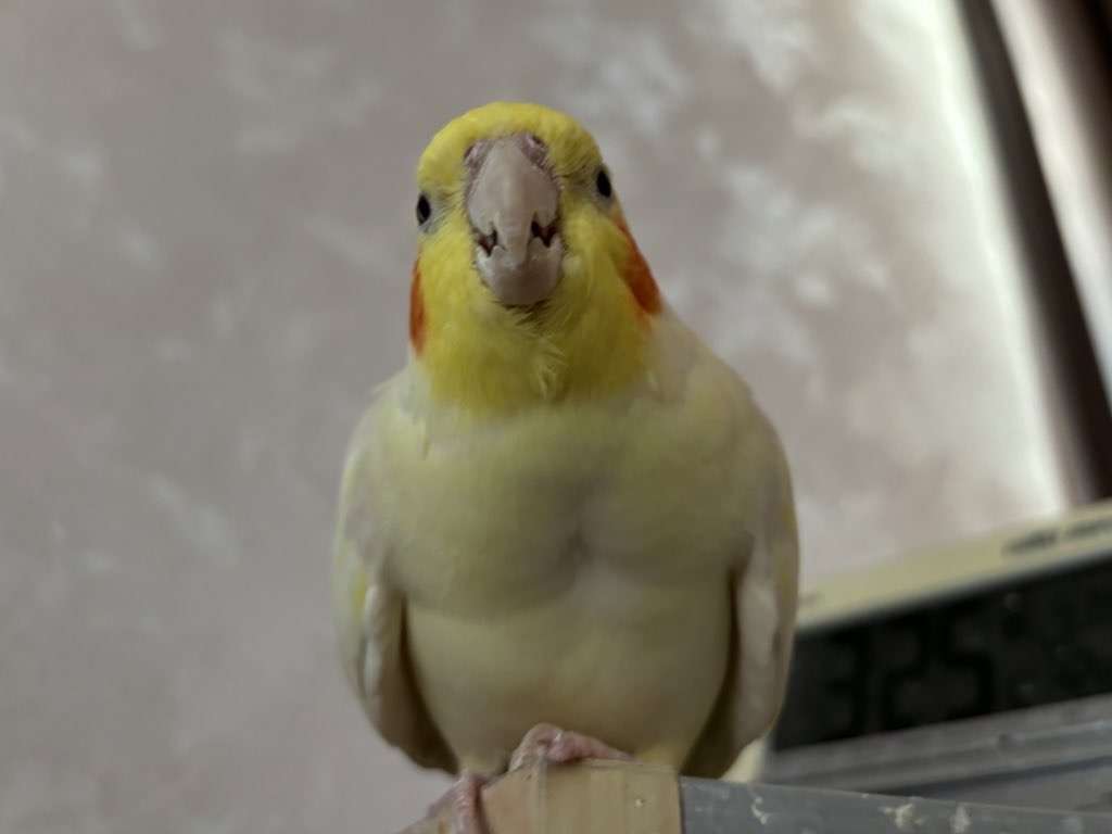 【世界最小のオウム】オカメインコ好きな人、飼ってる人【オレンジチーク】