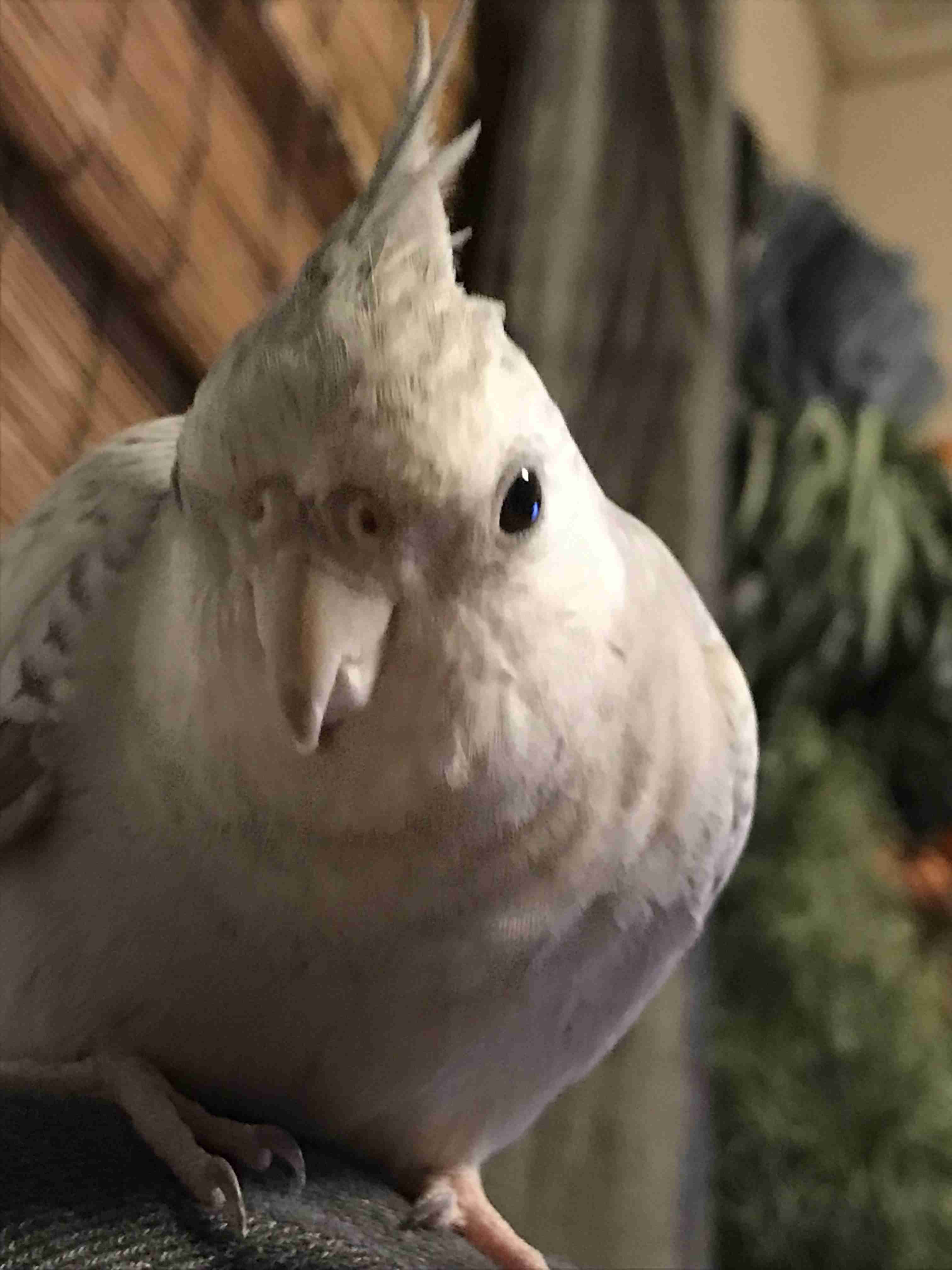 【世界最小のオウム】オカメインコ好きな人、飼ってる人【オレンジチーク】