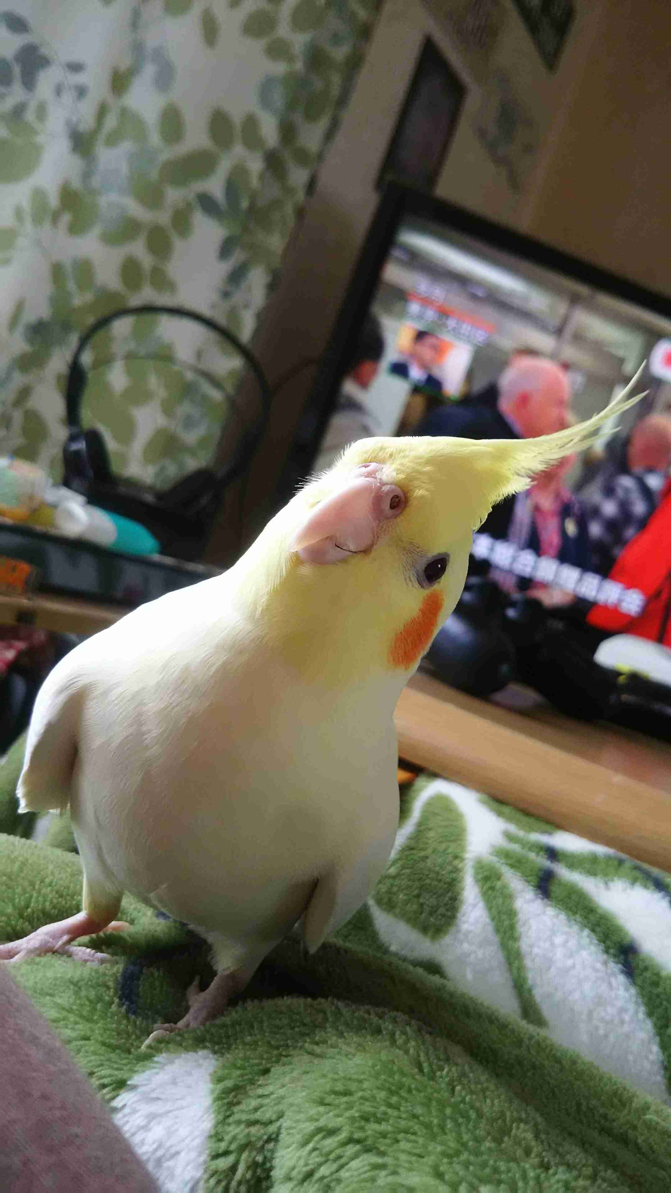 【世界最小のオウム】オカメインコ好きな人、飼ってる人【オレンジチーク】