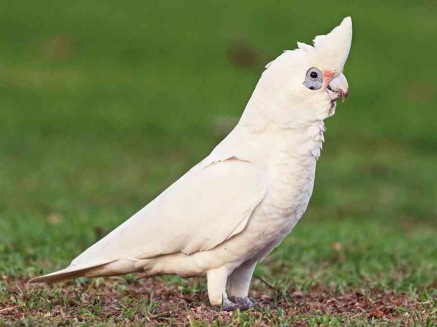 【世界最小のオウム】オカメインコ好きな人、飼ってる人【オレンジチーク】
