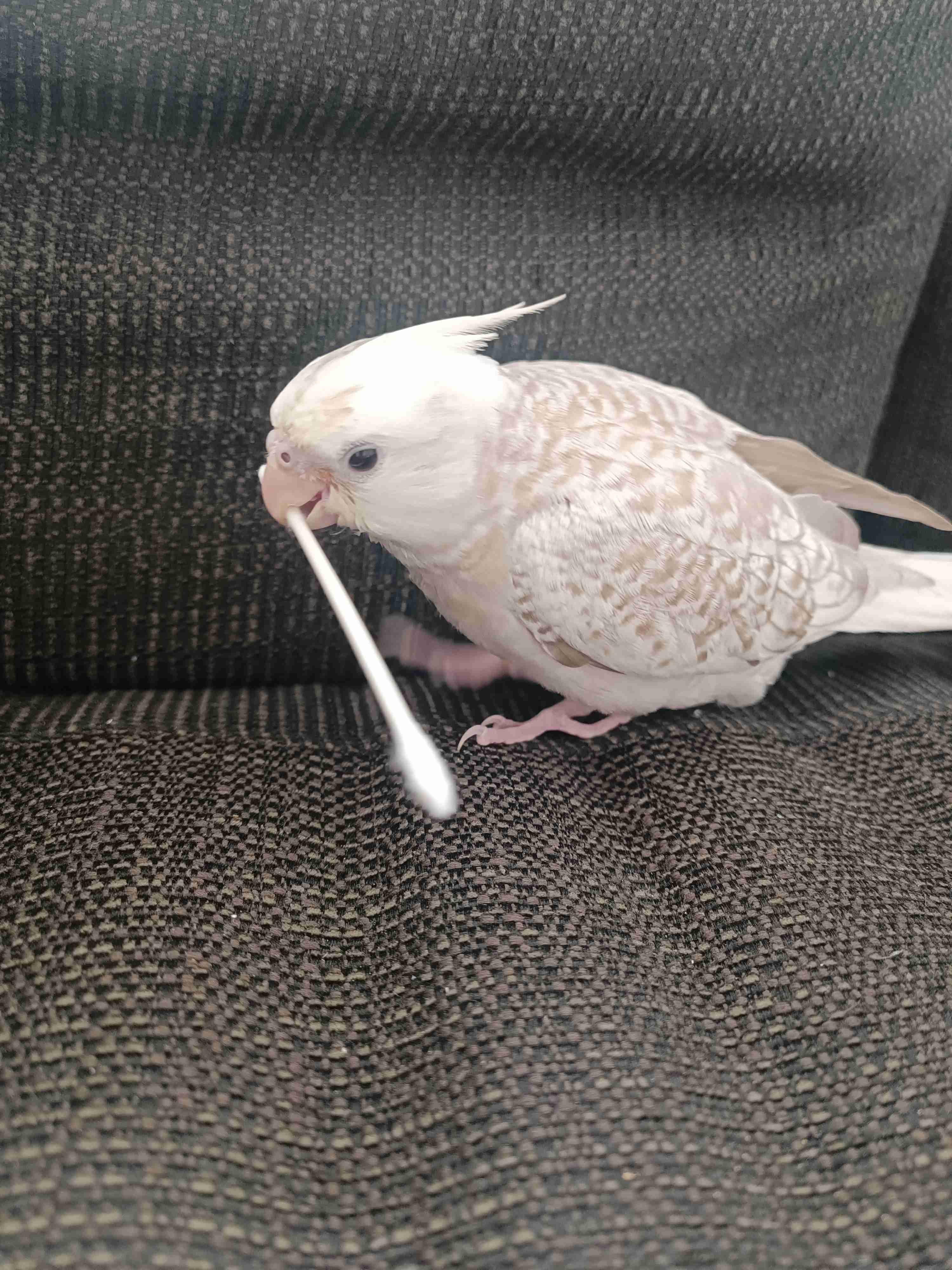 【世界最小のオウム】オカメインコ好きな人、飼ってる人【オレンジチーク】
