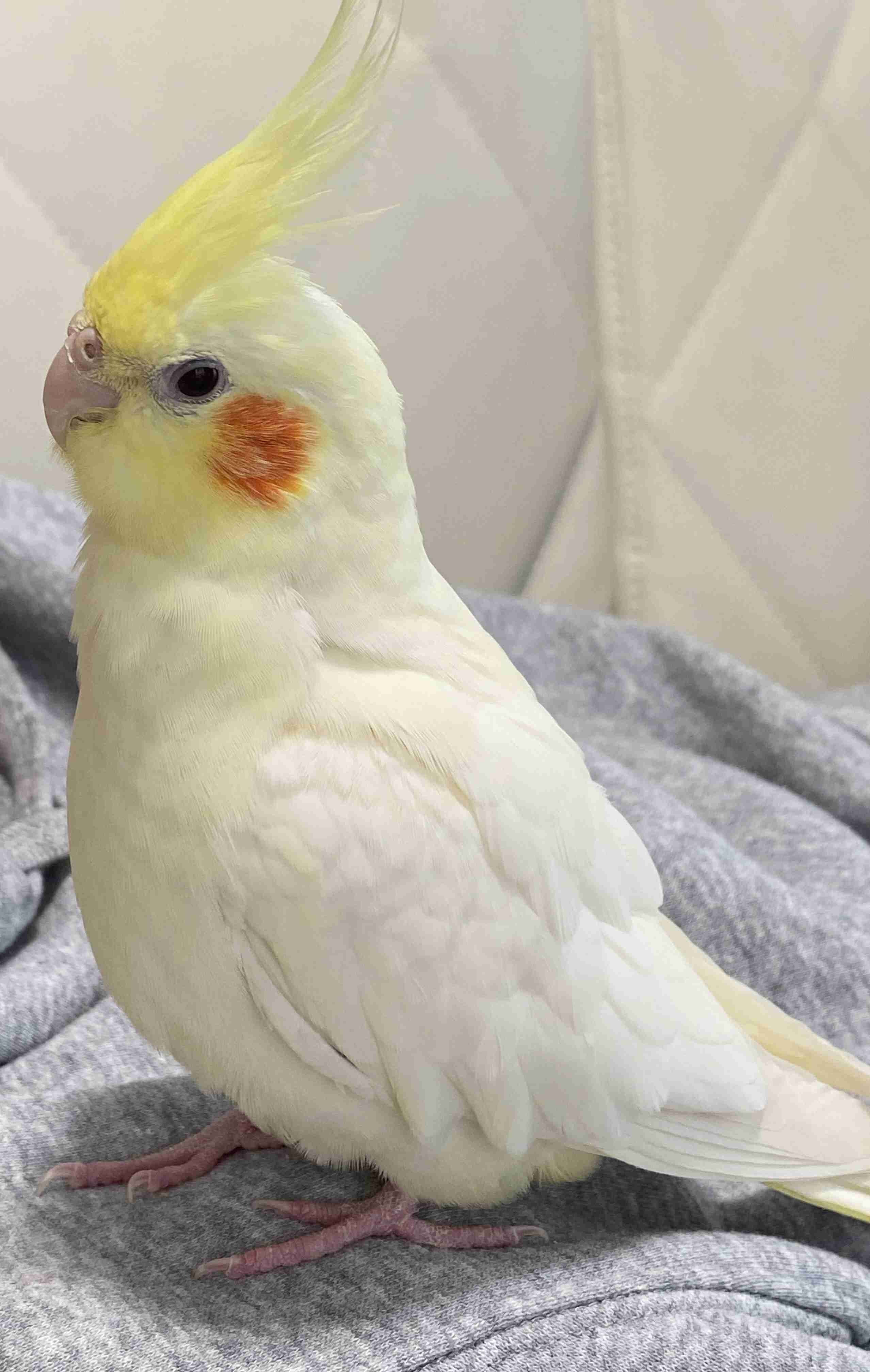 【世界最小のオウム】オカメインコ好きな人、飼ってる人【オレンジチーク】