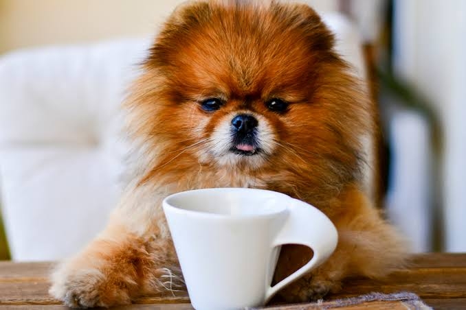 インスタントコーヒーを語るよ☕