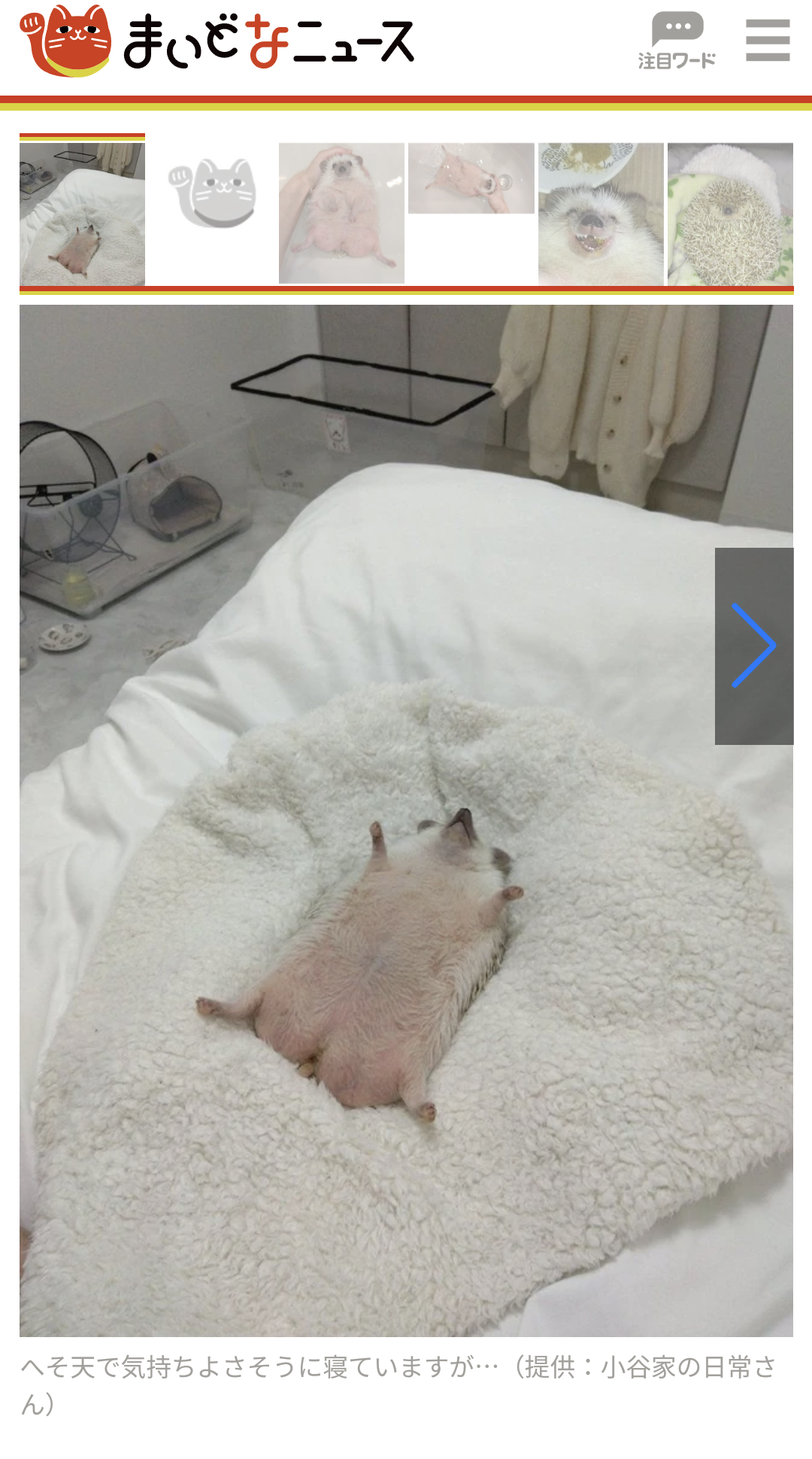 人間じゃないけど人間みたいな画像トピ