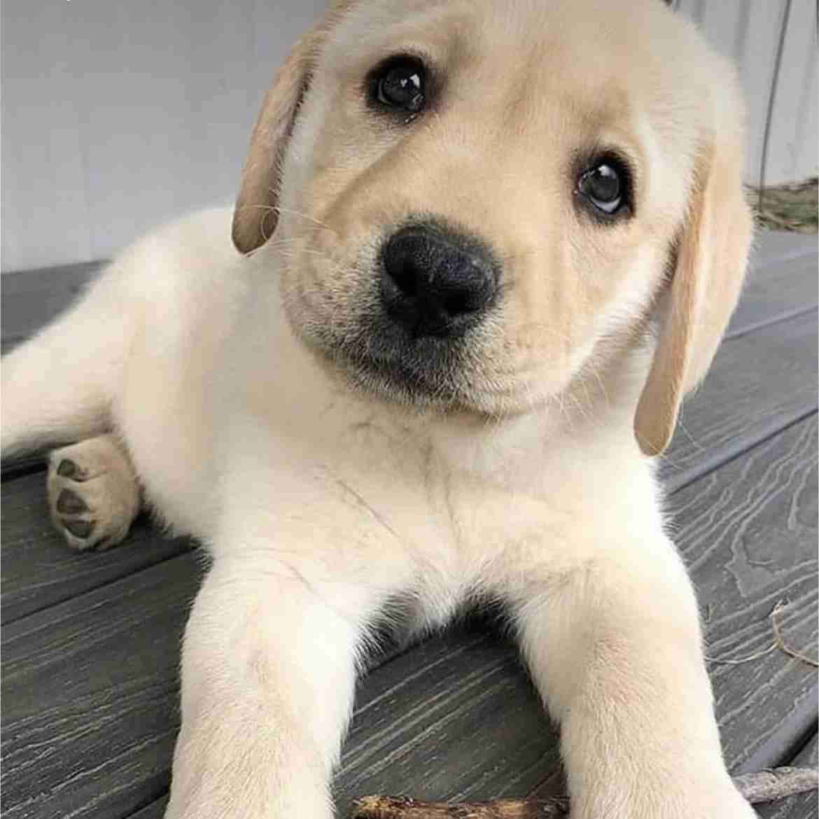 犬にありがちなこと