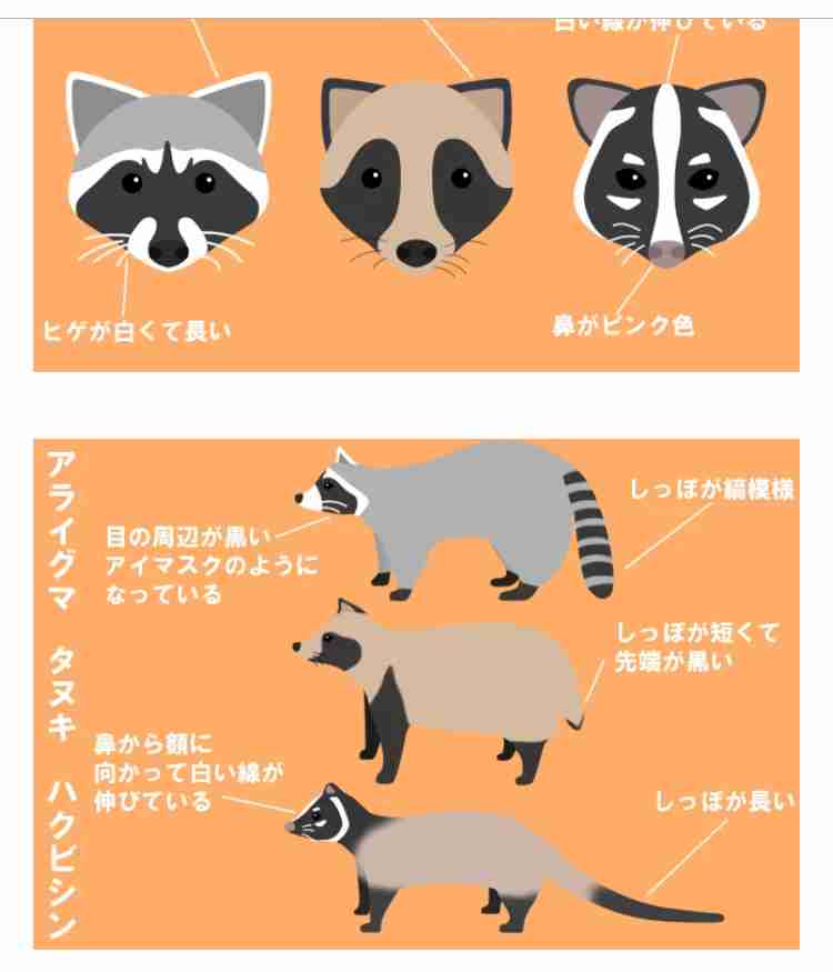 “害獣”アライグマが東京23区内でも急増中！ 指を食いちぎる凶暴さ、感染症の恐れも…「繁殖力が強く家の屋根裏に棲みついてしまう」被害総額は4億円超