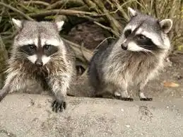 “害獣”アライグマが東京23区内でも急増中！ 指を食いちぎる凶暴さ、感染症の恐れも…「繁殖力が強く家の屋根裏に棲みついてしまう」被害総額は4億円超