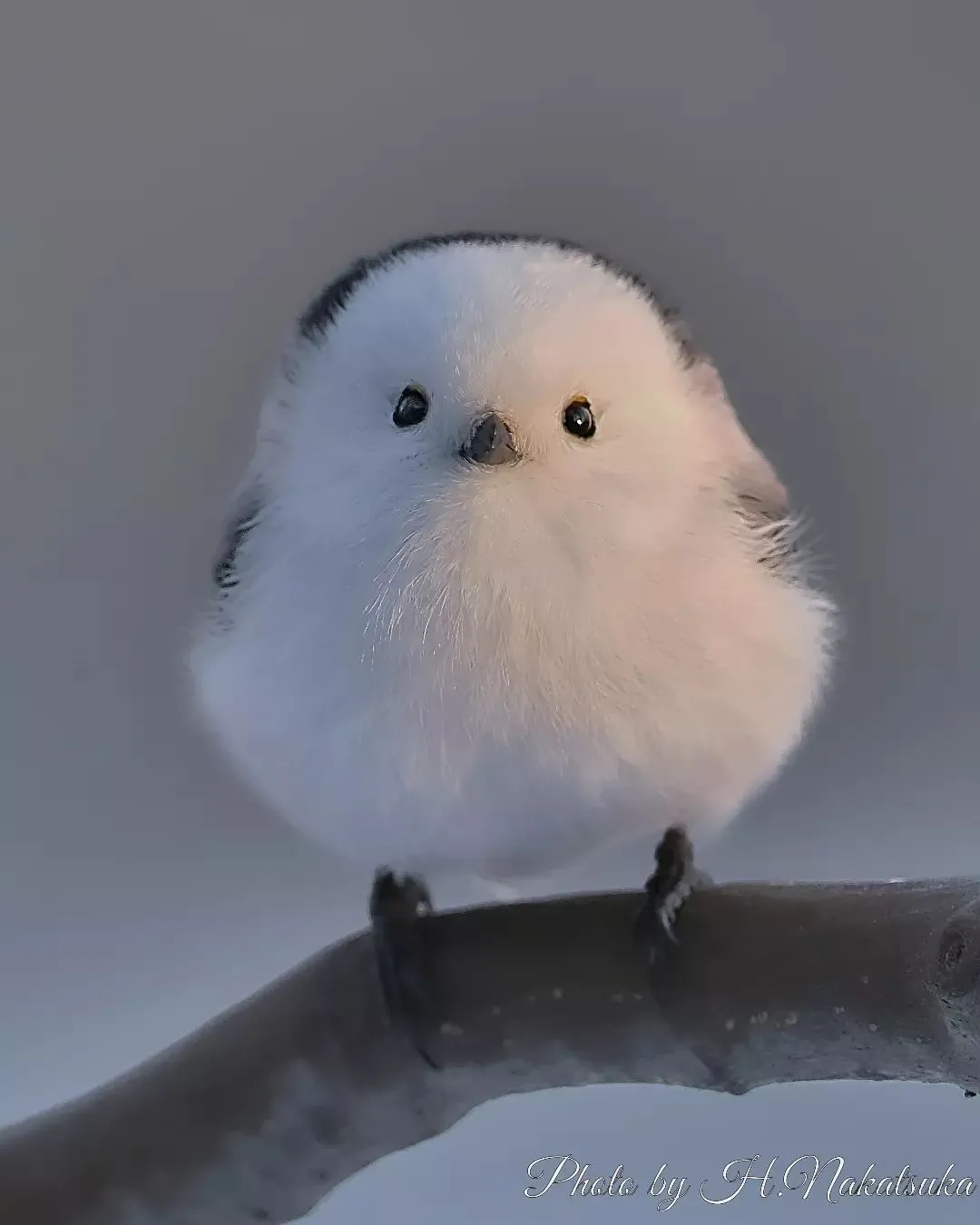 理想ののり弁