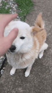 好きなGIF画像を貼ると誰かが感想を書いてくれるトピpart13