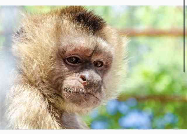 サルのエサを盗んだのは…飼育員の男性　大阪・天王寺動物園、窃盗容疑で被害届を提出