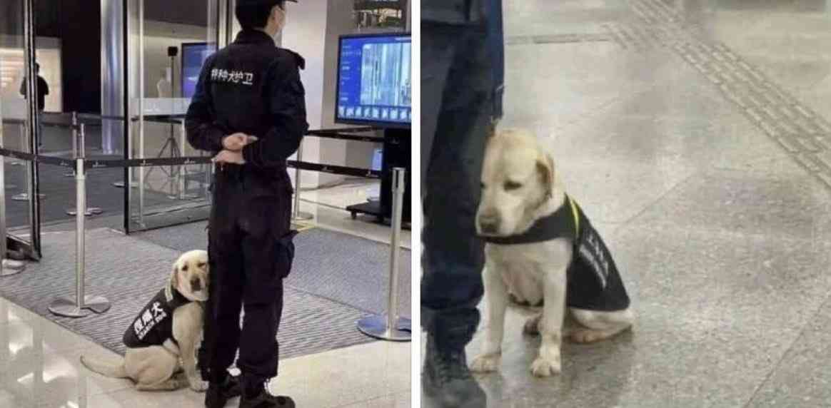 30分前まで食事…行方不明に　におい嗅ぎ、1時間で見つけた警察犬