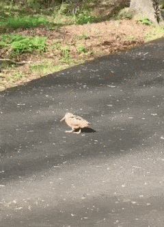 お気に入りの鳥動画