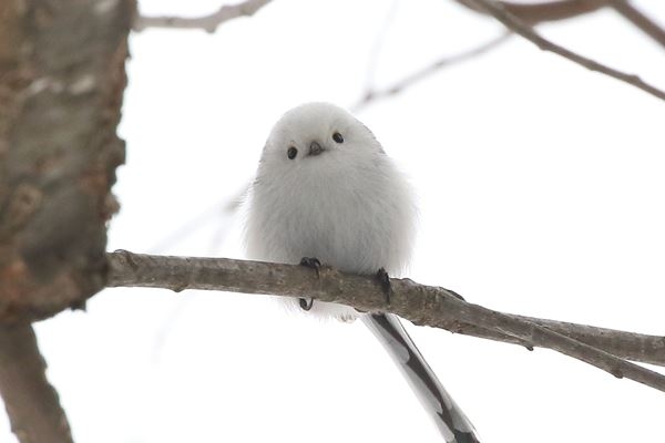 お気に入りの鳥動画