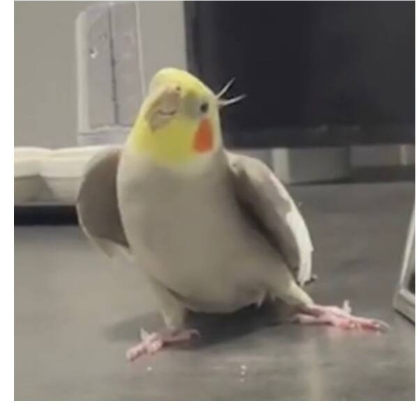 お気に入りの鳥動画