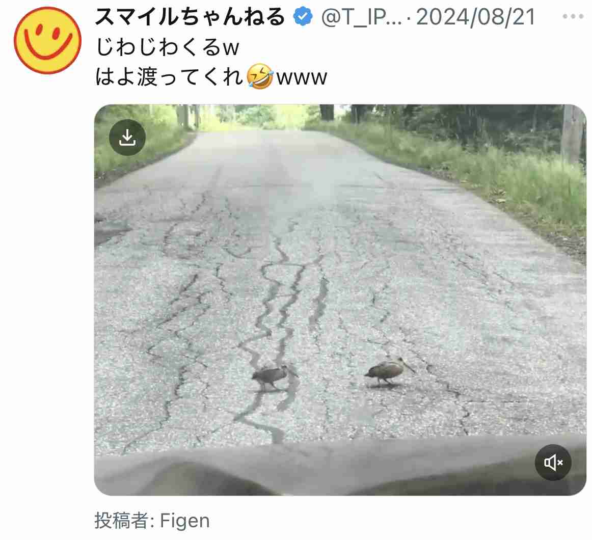 お気に入りの鳥動画