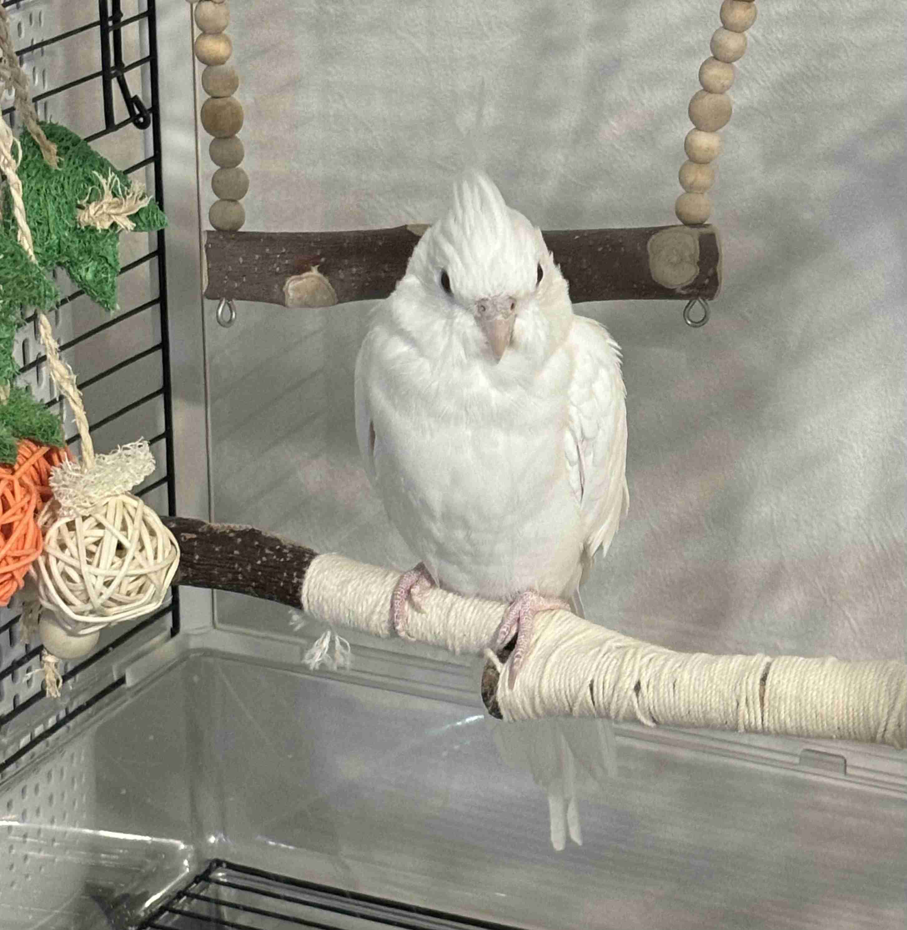 【世界最小のオウム】オカメインコ好きな人、飼ってる人【オレンジチーク】