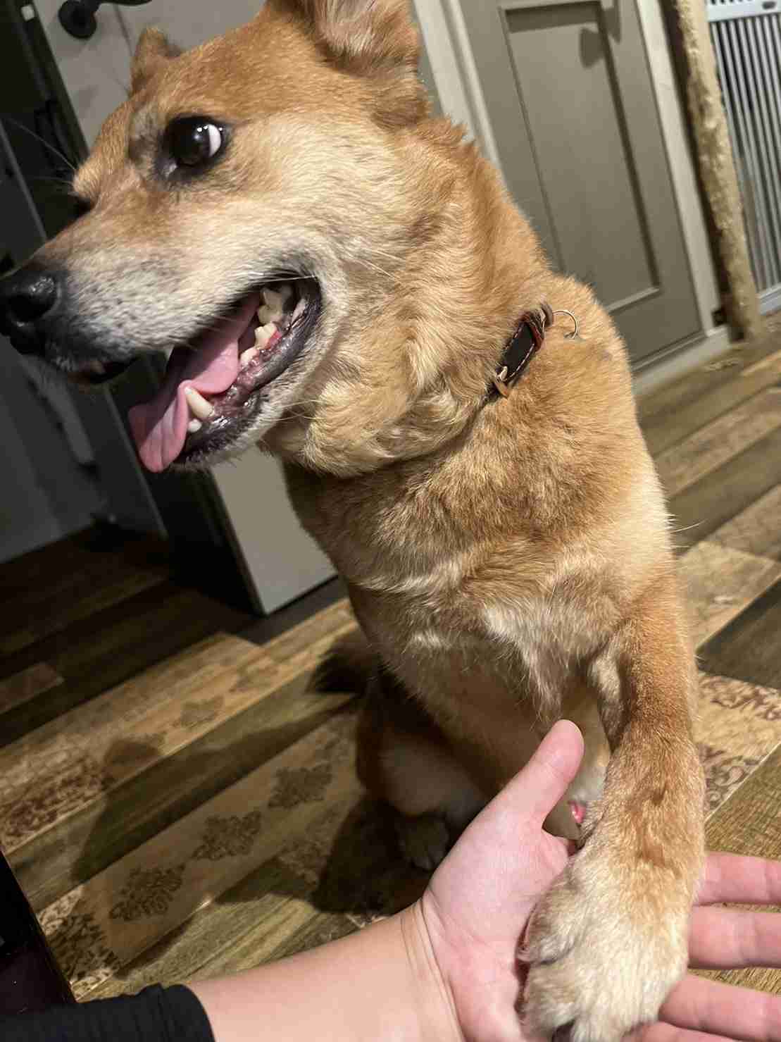 犬種と年齢と散歩時間を書くトピ
