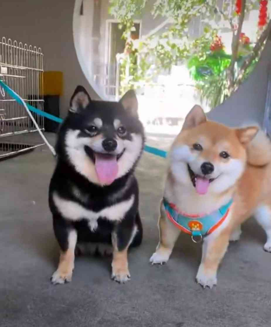 犬種と年齢と散歩時間を書くトピ