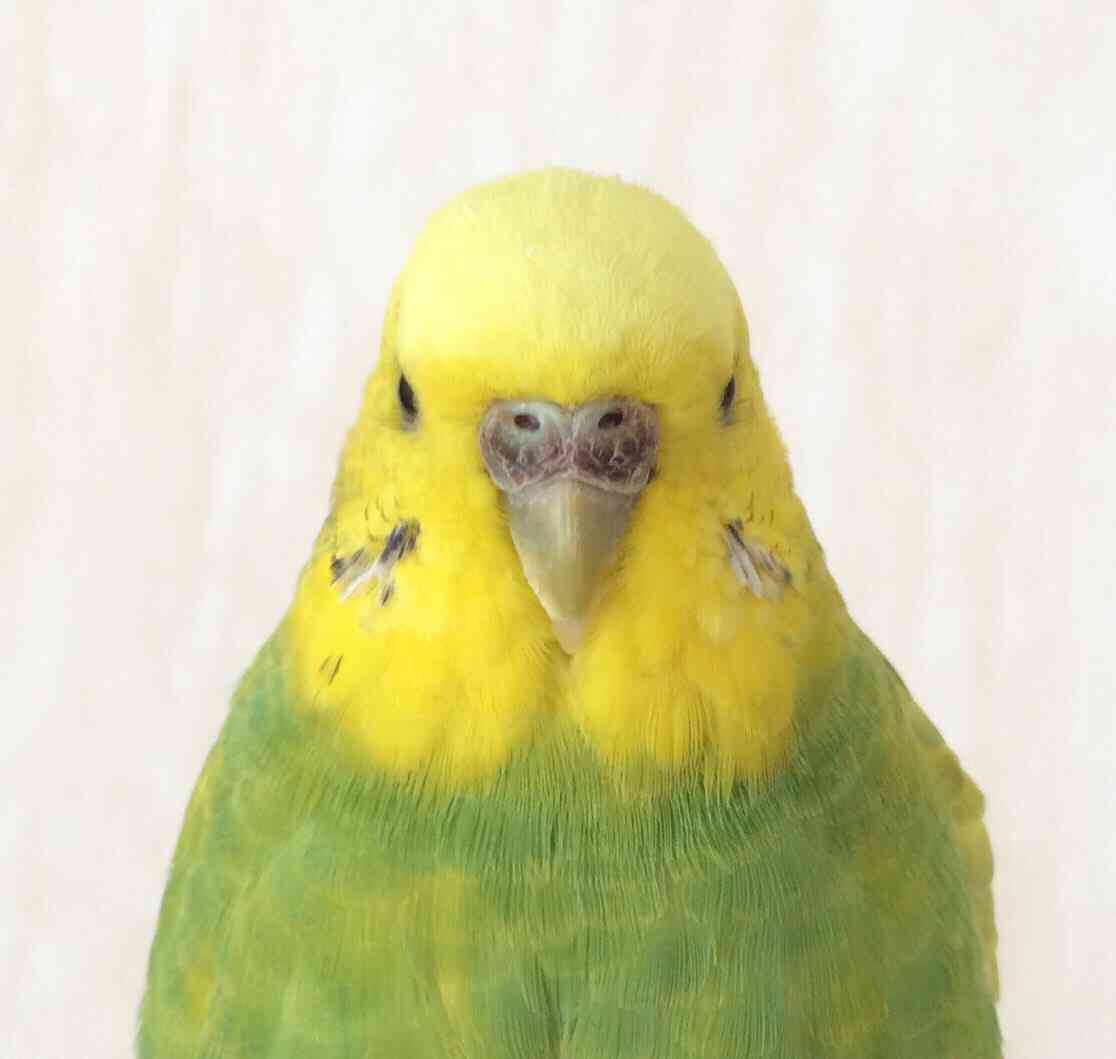 Snow Manら旧ジャニ勢の紅白出場見送りへ 大炎上「Nスぺ」を機に関係悪化