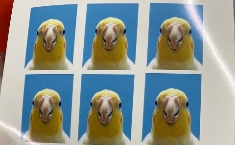 Snow Manら旧ジャニ勢の紅白出場見送りへ 大炎上「Nスぺ」を機に関係悪化