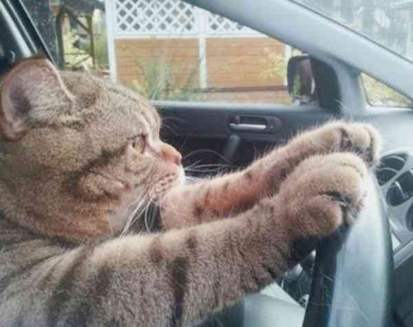 「男性専用車両」が17日に大阪市内の路面で運行　東京都外で初めて、国際男性デー前に