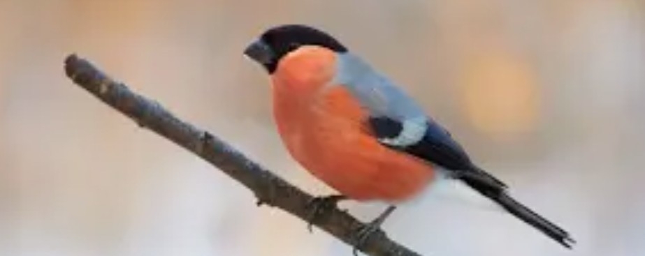 【鳥獣虫魚】動物名でしりとり Part5