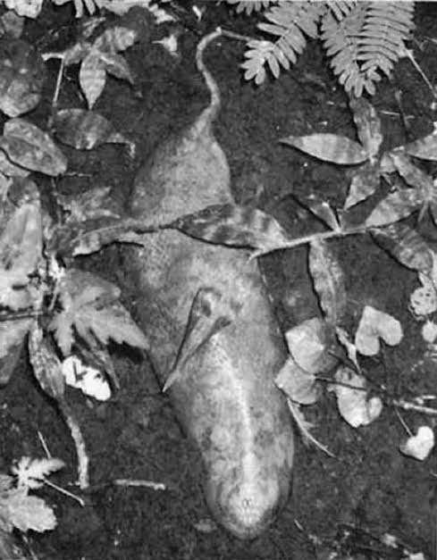 【UMA】未確認生物について語ろう👽