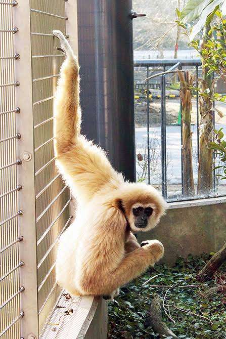 ディズニー敷地内にサル出没…体調約50センチ 千葉で目撃情報相次ぐ　専門家「しばらく滞在する可能性」