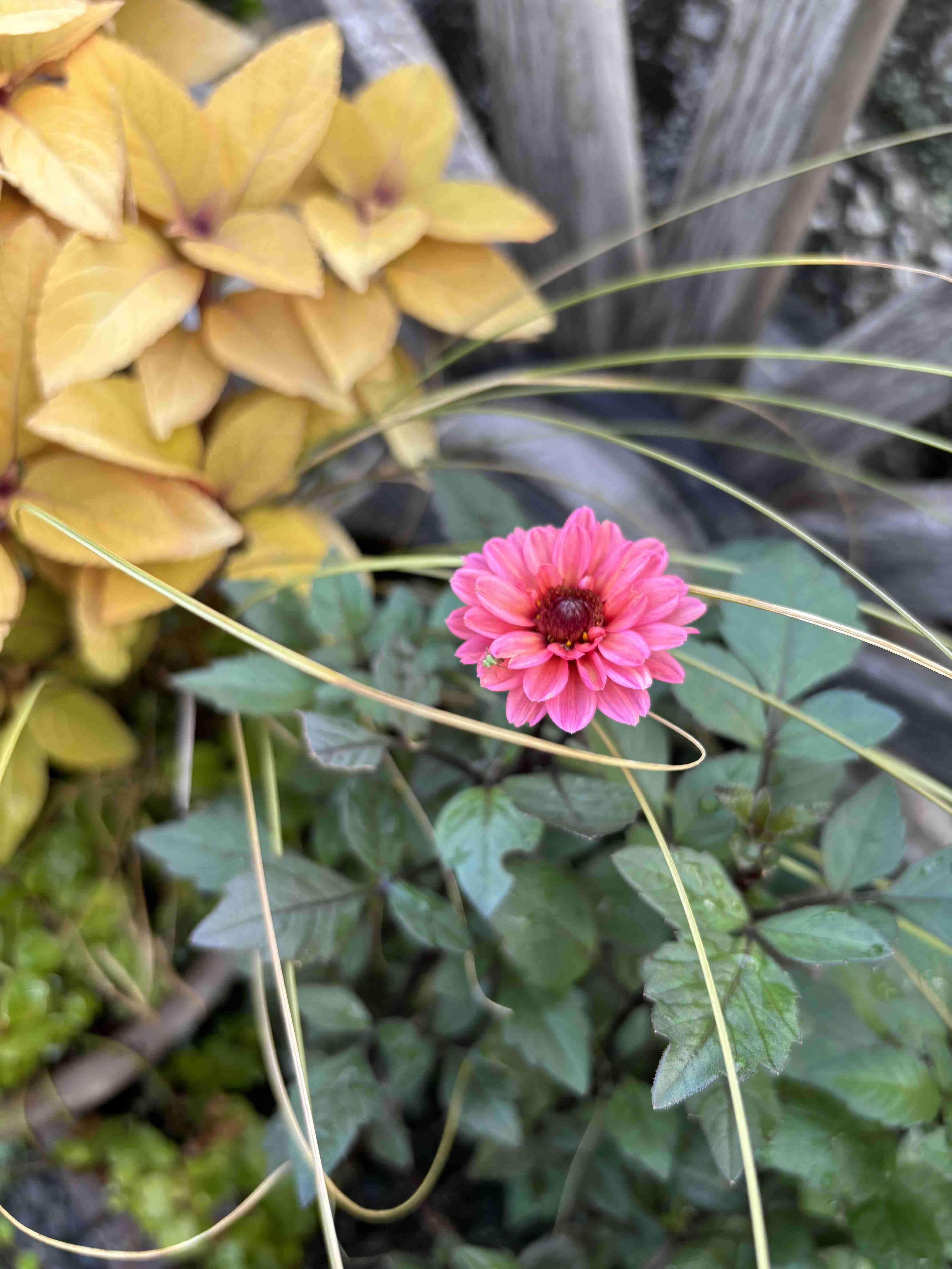 【ガーデニング】ガルちゃん園芸部【花・植物】part.41