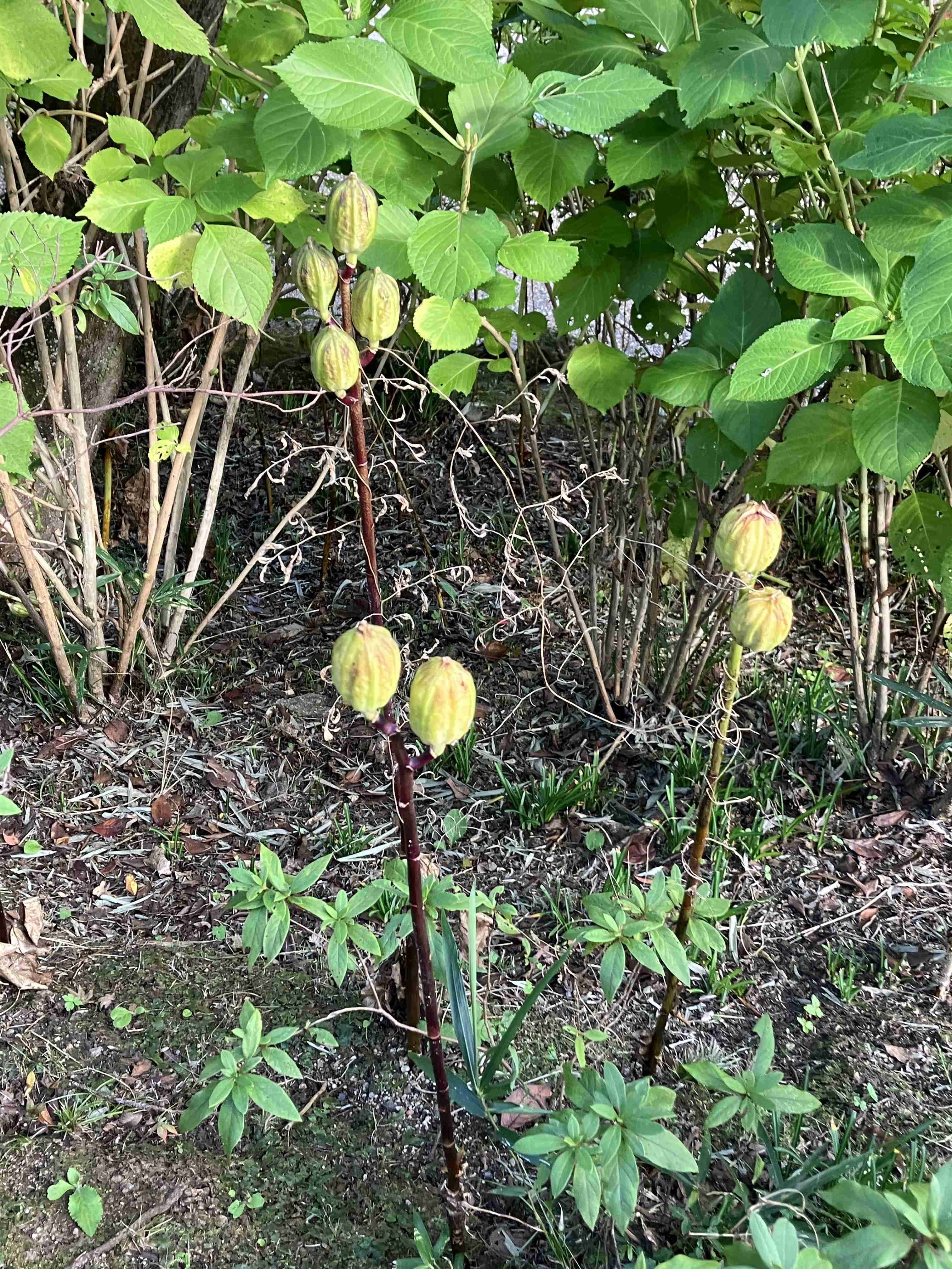 【ガーデニング】ガルちゃん園芸部【花・植物】part.41