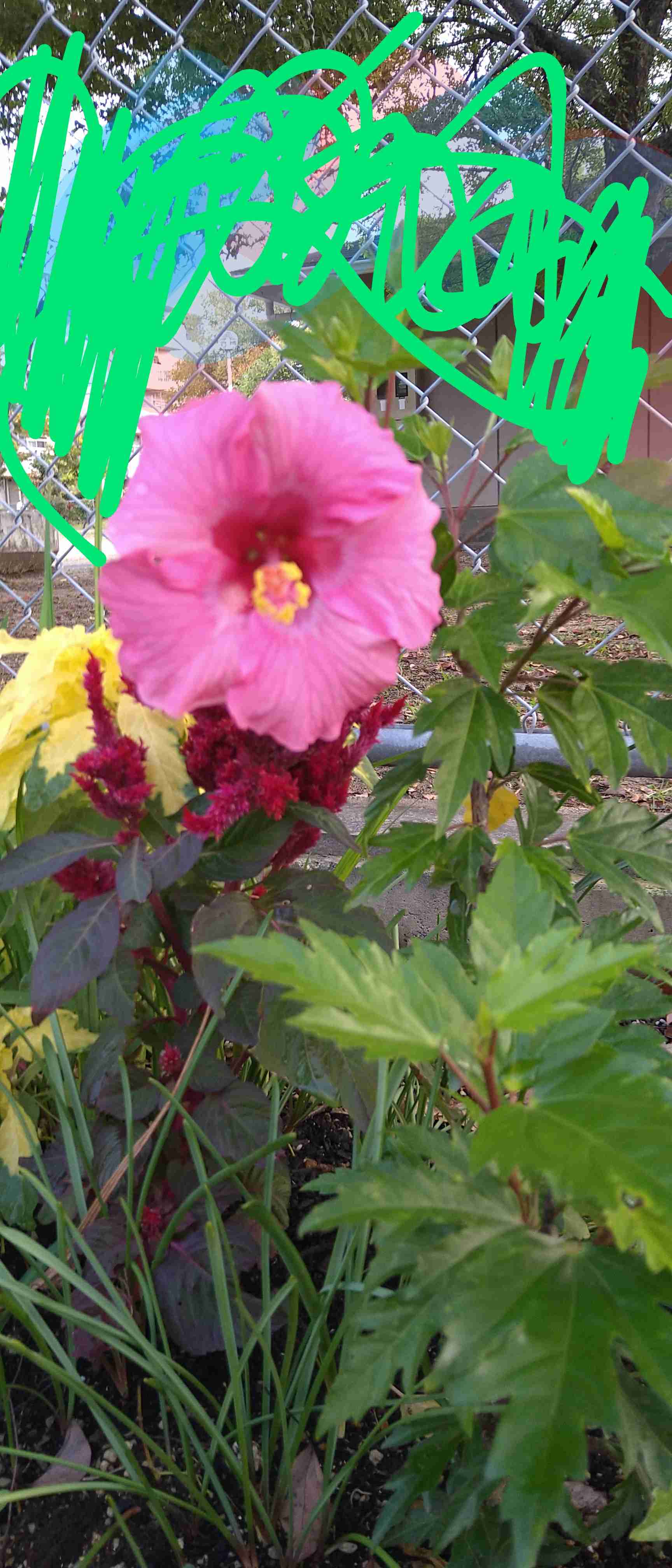 【ガーデニング】ガルちゃん園芸部【花・植物】part.41