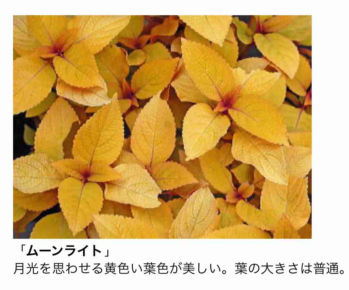 【ガーデニング】ガルちゃん園芸部【花・植物】part.41