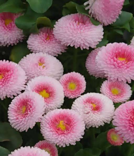 【ガーデニング】ガルちゃん園芸部【花・植物】part.41