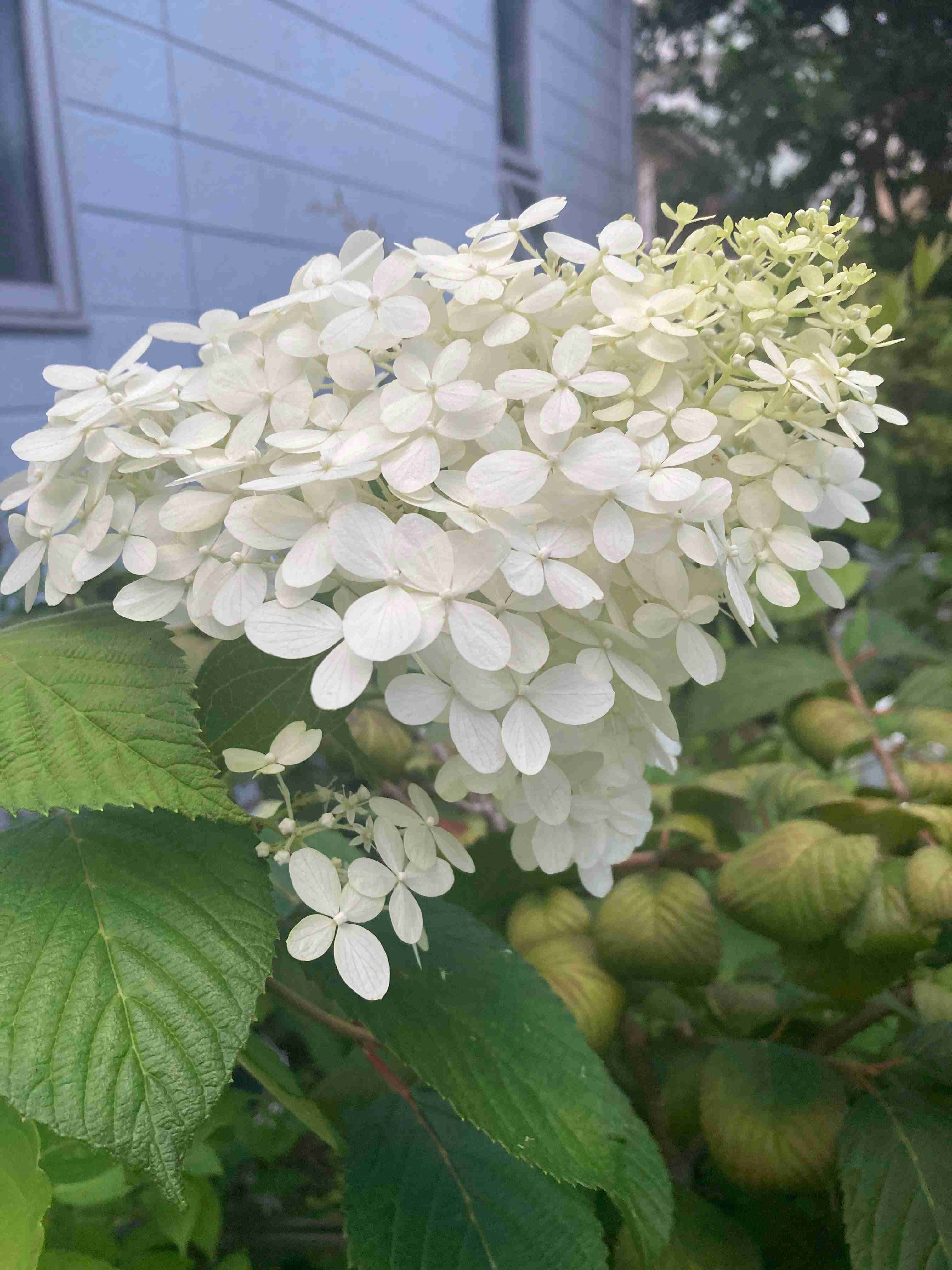 【ガーデニング】ガルちゃん園芸部【花・植物】part.41
