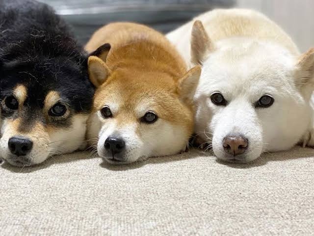 欲しいものを言うとガル民が画像でプレゼントしてくれるトピPart12